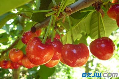 【煙臺(tái)具有口碑的煙臺(tái)大櫻桃果批發(fā)_低價(jià)大櫻桃果品批發(fā)】_煙臺(tái)具有口碑的煙臺(tái)大櫻桃果批發(fā)_低價(jià)大櫻桃果品批發(fā)價(jià)格_煙臺(tái)具有口碑的煙臺(tái)大櫻桃果批發(fā)_低價(jià)大櫻桃果品批發(fā)廠家-到中華標(biāo)準(zhǔn)件網(wǎng)